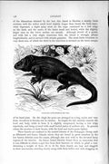 Original Old Antique Print Natural History 1896 Galapagos Land Lizard Reptile