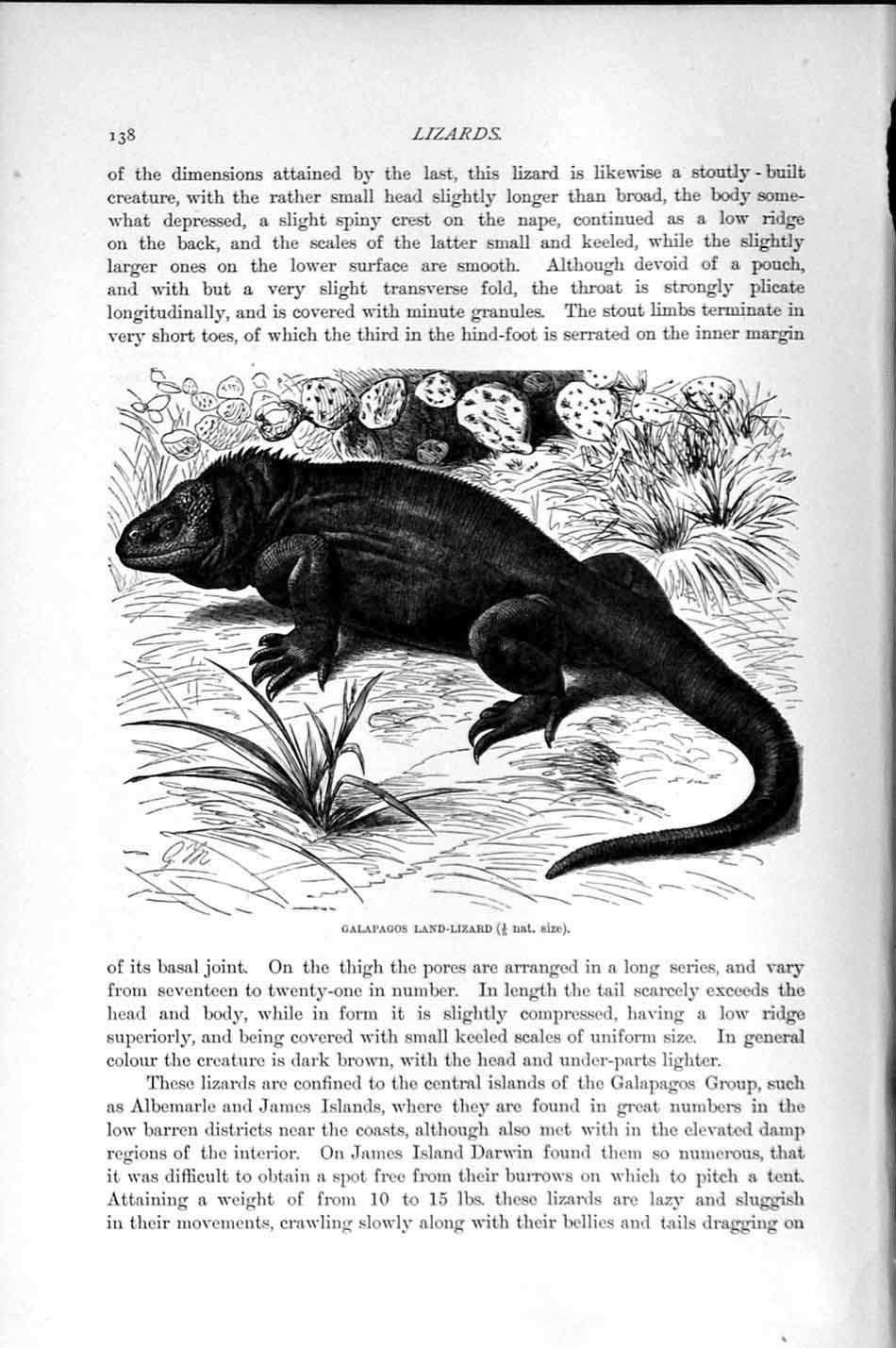 Original Old Antique Print Natural History 1896 Galapagos Land Lizard Reptile