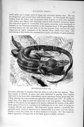 Old Antique Print Natural History 1896 Ring-Tailed Iguana Horned Lizard 19th