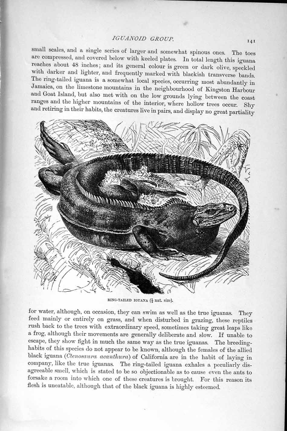 Old Antique Print Natural History 1896 Ring-Tailed Iguana Horned Lizard 19th