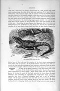 Old Antique Print Natural History 1896 Cape Girdle-Tailed Lizard Reptile 19th
