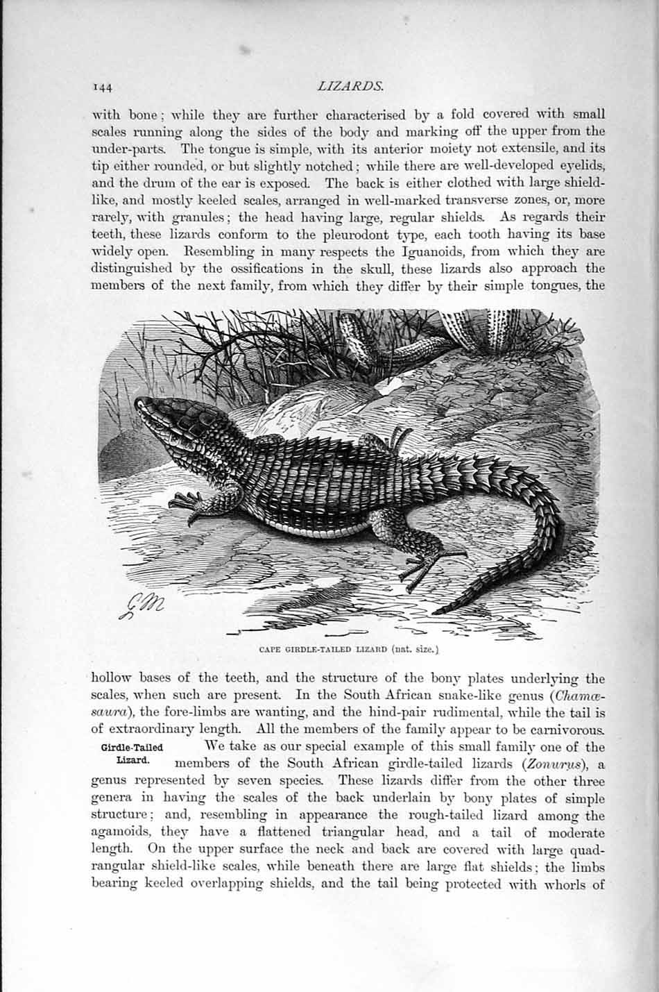 Old Antique Print Natural History 1896 Cape Girdle-Tailed Lizard Reptile 19th