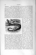 Original Old Antique Print Natural History 1896 Common Scheltopusik Lizard 19th