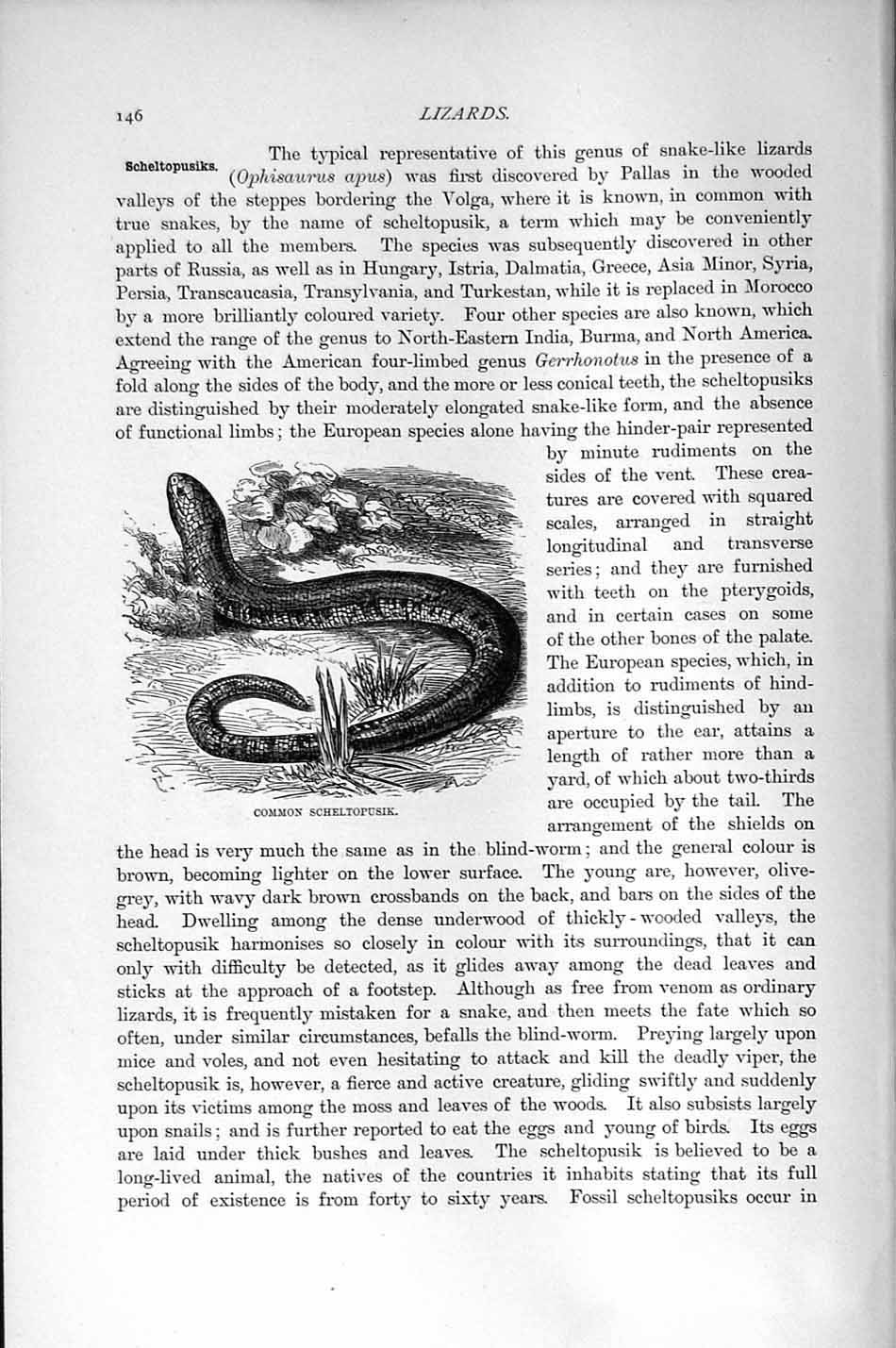 Original Old Antique Print Natural History 1896 Common Scheltopusik Lizard 19th