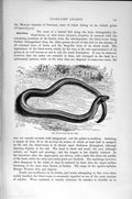 Original Old Antique Print Natural History 1896 Blin-Worm Snake-Like Lizard