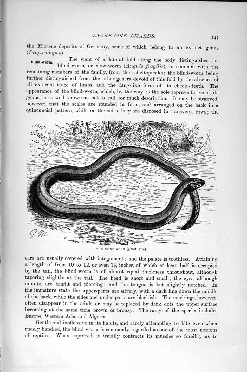 Original Old Antique Print Natural History 1896 Blin-Worm Snake-Like Lizard