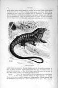 Original Old Antique Print Natural History 1896 Teju Lizard Reptile Animal 19th