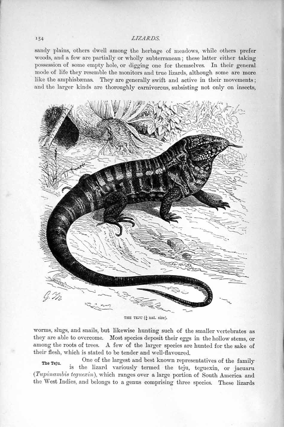 Original Old Antique Print Natural History 1896 Teju Lizard Reptile Animal 19th