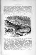 Original Old Antique Print Surinam Ameiva Lizard Natural History 1896 Reptiles