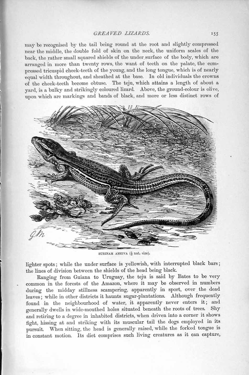 Original Old Antique Print Surinam Ameiva Lizard Natural History 1896 Reptiles