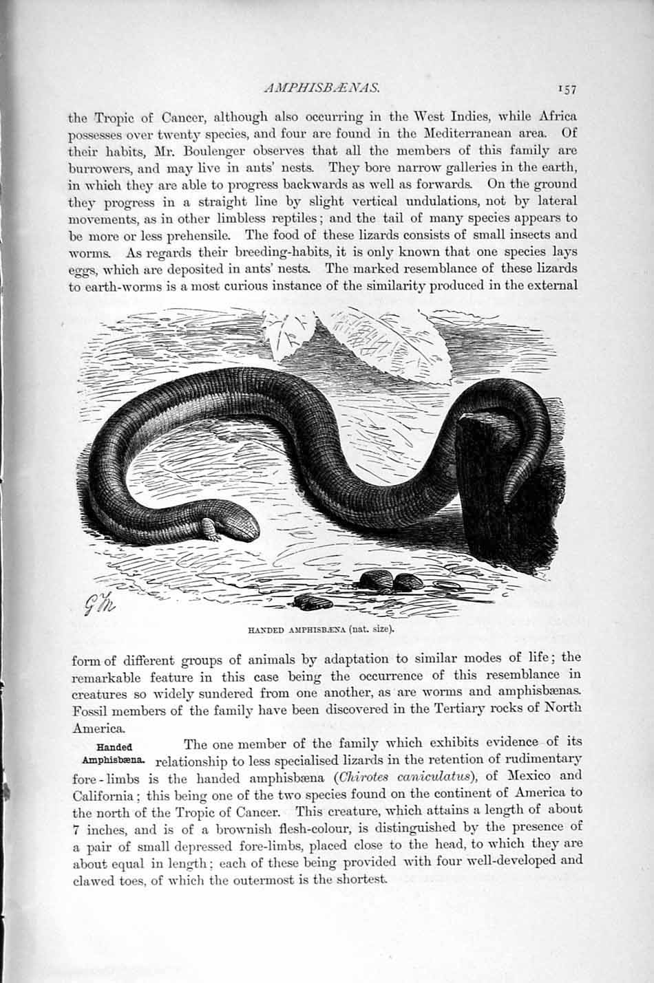 Old Antique Print Natural History 1896 Spotted Amphisbaena Lizard Handed 19th