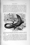 Original Old Antique Print Natural History 1896 Green Lizards Reptiles 19th