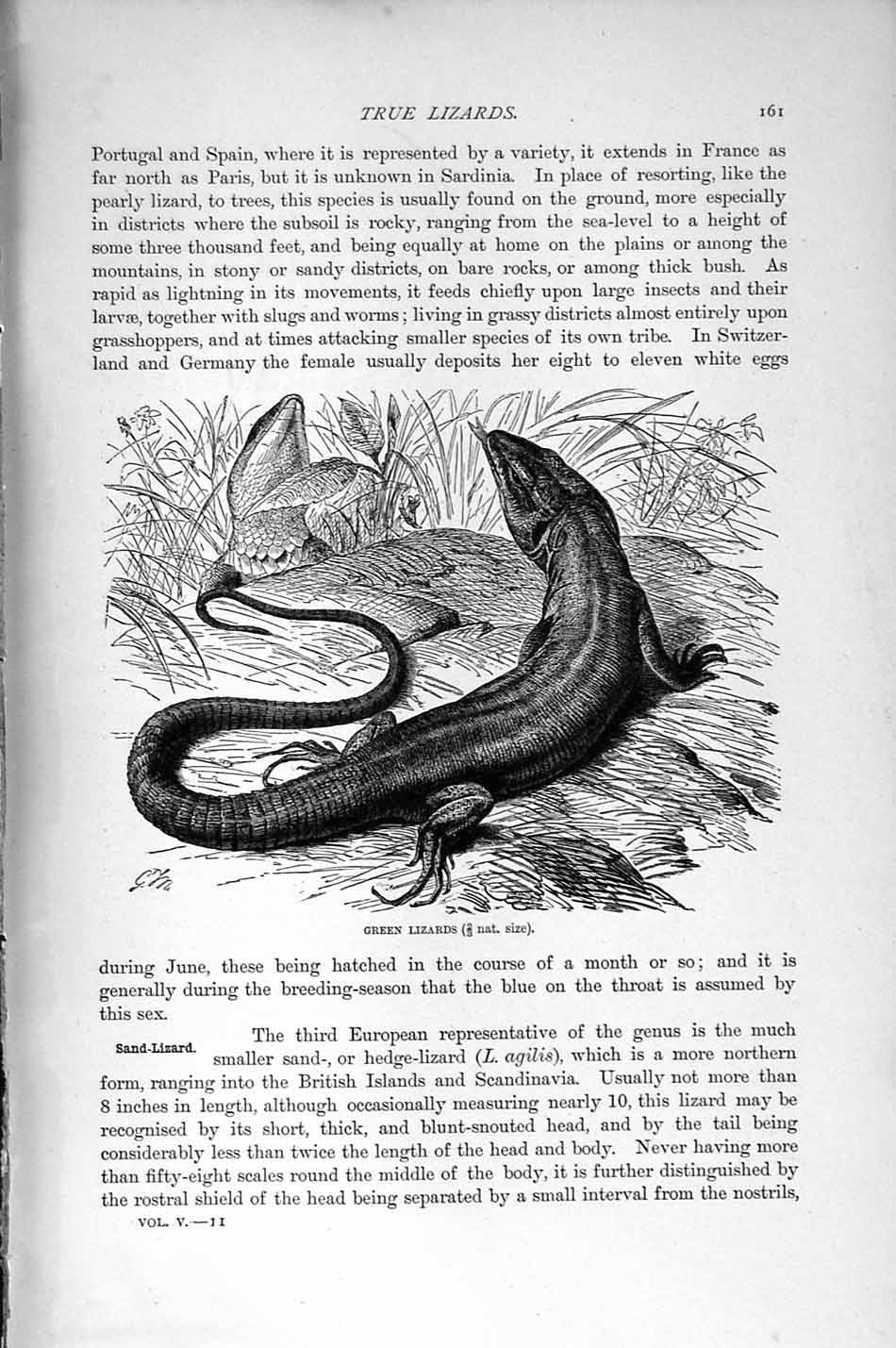 Original Old Antique Print Natural History 1896 Green Lizards Reptiles 19th