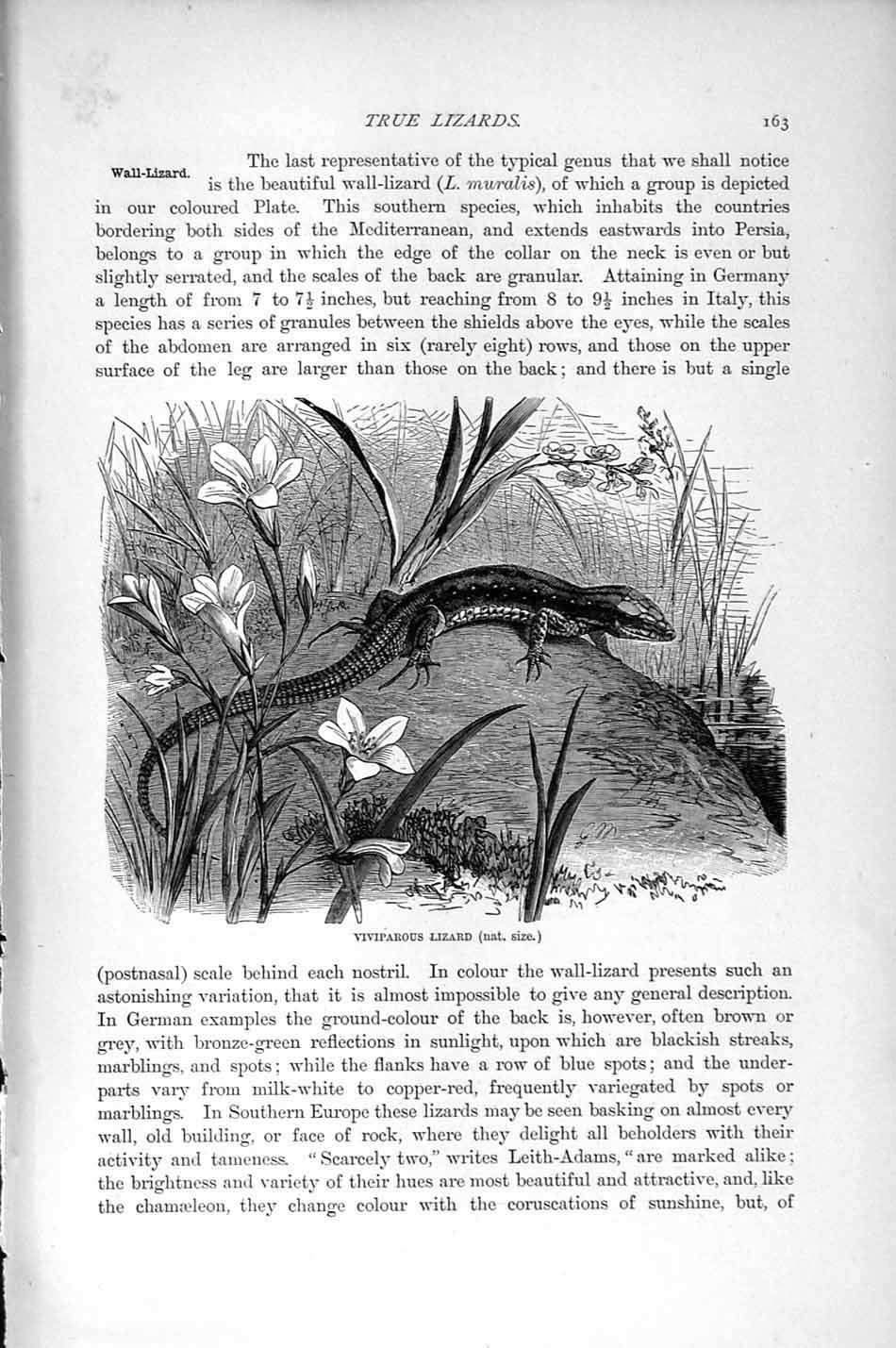 Old Antique Print Natural History 1896 Algerian Keeled Lizard Viviparous 19th