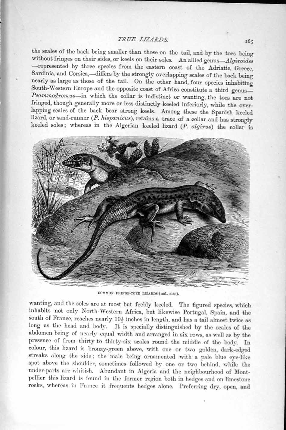 Old Antique Print Natural History 1896 Common Fringe-Toes Lizards Reptile 19th