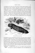 Original Old Antique Print Natural History 1896 Stump-Tailed Lizard Snake-Eyed