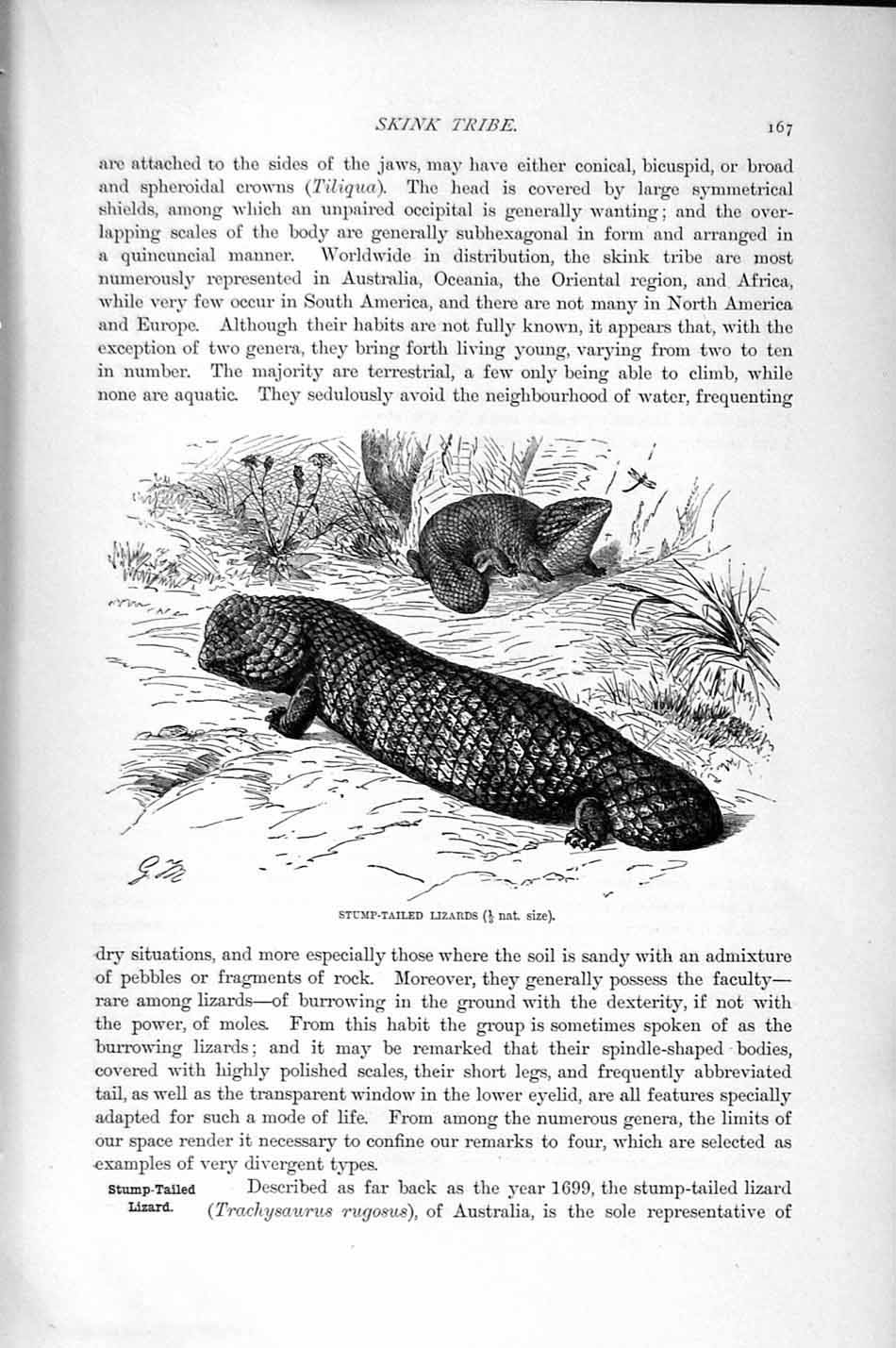 Original Old Antique Print Natural History 1896 Stump-Tailed Lizard Snake-Eyed