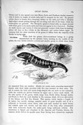 Original Old Antique Print Natural History 1896 Common Skink Reptile Victorian