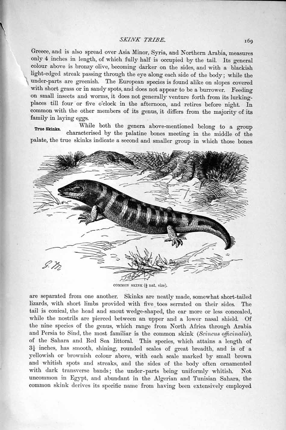 Original Old Antique Print Natural History 1896 Common Skink Reptile Victorian
