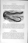 Original Old Antique Print Natural History 1896 Three-Toed Lizard Chamaeleons