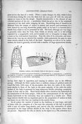 Original Old Antique Print Natural History 1896 Skeleton Snake Inferior Lateral