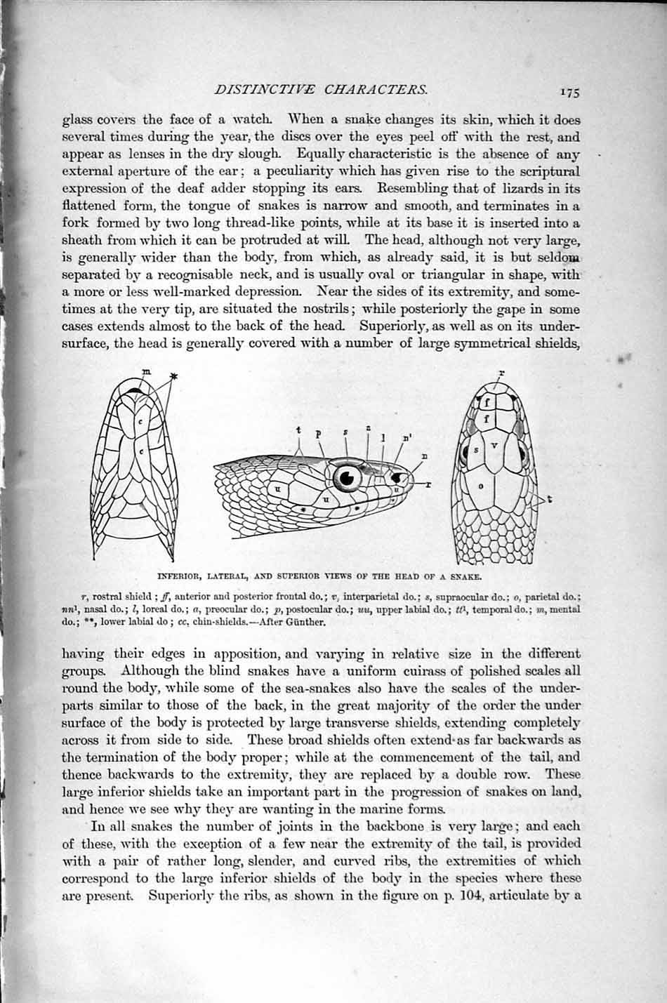 Original Old Antique Print Natural History 1896 Skeleton Snake Inferior Lateral