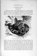 Old Antique Print Natural History 1896 Indian Python Snake Crushing Prey 19th