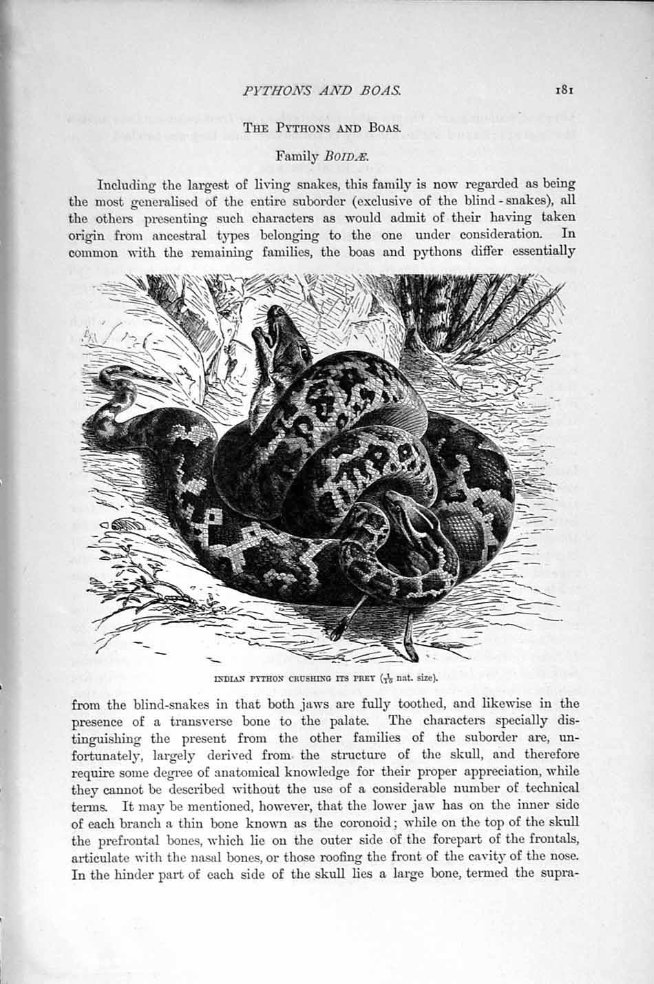 Old Antique Print Natural History 1896 Indian Python Snake Crushing Prey 19th