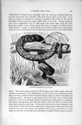 Original Old Antique Print Australian Diamond Snake Natural History 1896 19th