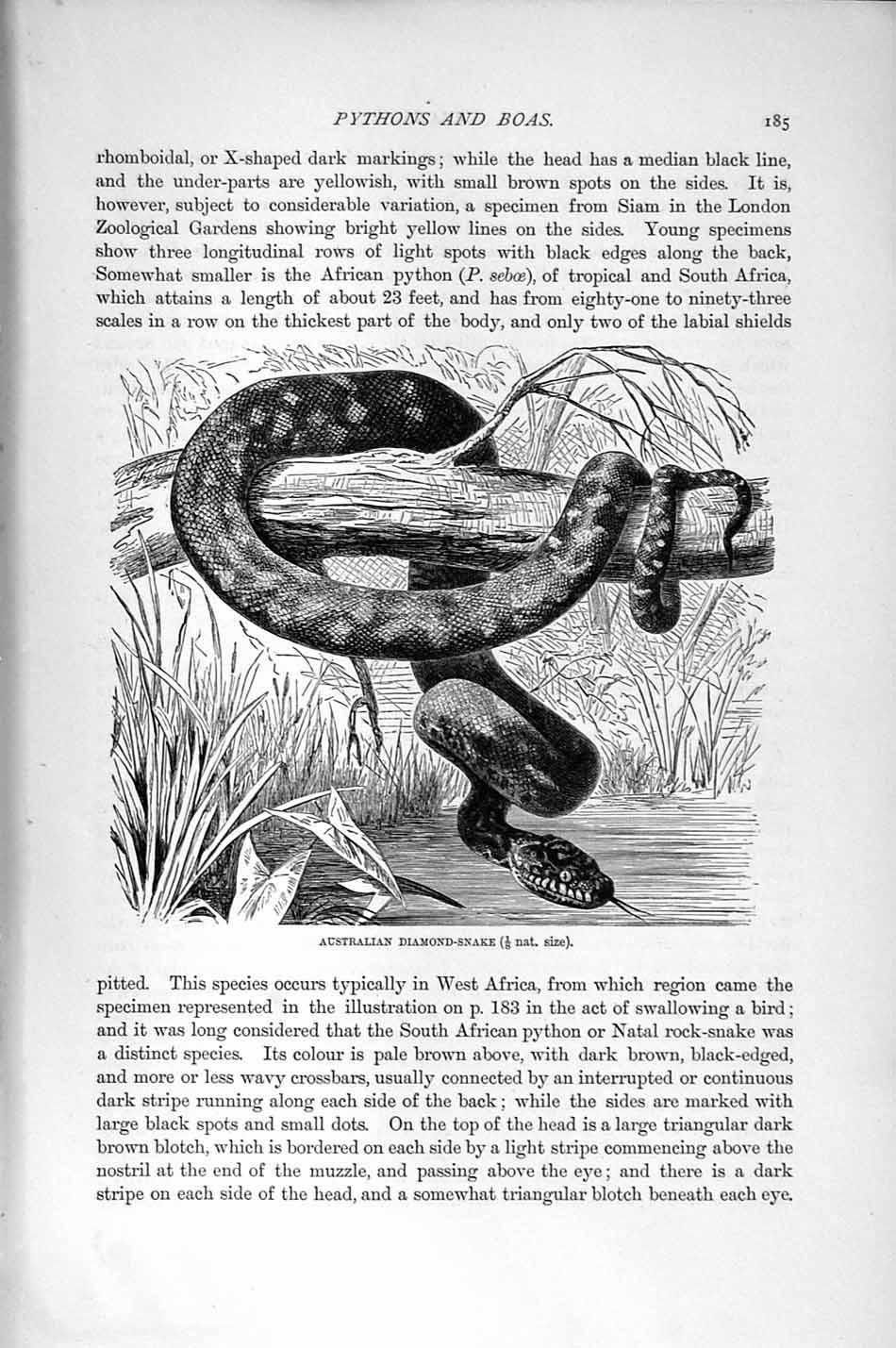 Original Old Antique Print Australian Diamond Snake Natural History 1896 19th
