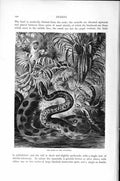 Original Old Antique Print Natural History 1896 Home Anaconda Snake Victorian