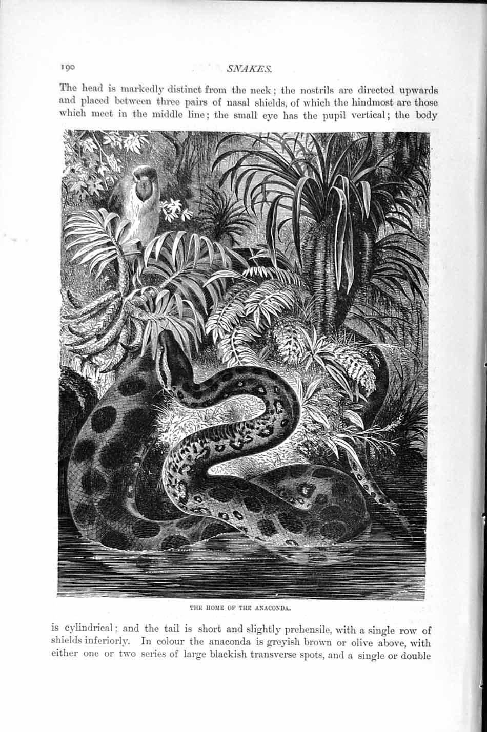 Original Old Antique Print Natural History 1896 Home Anaconda Snake Victorian