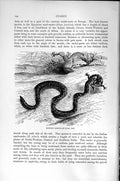 Original Old Antique Print Egyptian Sand Snake Natural History 1896 Victorian