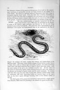Original Old Antique Print Natural History 1896 Coral Cylinder Snake Victorian