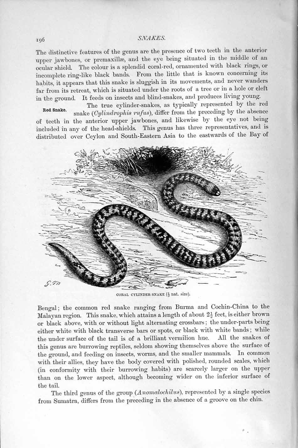Original Old Antique Print Natural History 1896 Coral Cylinder Snake Victorian