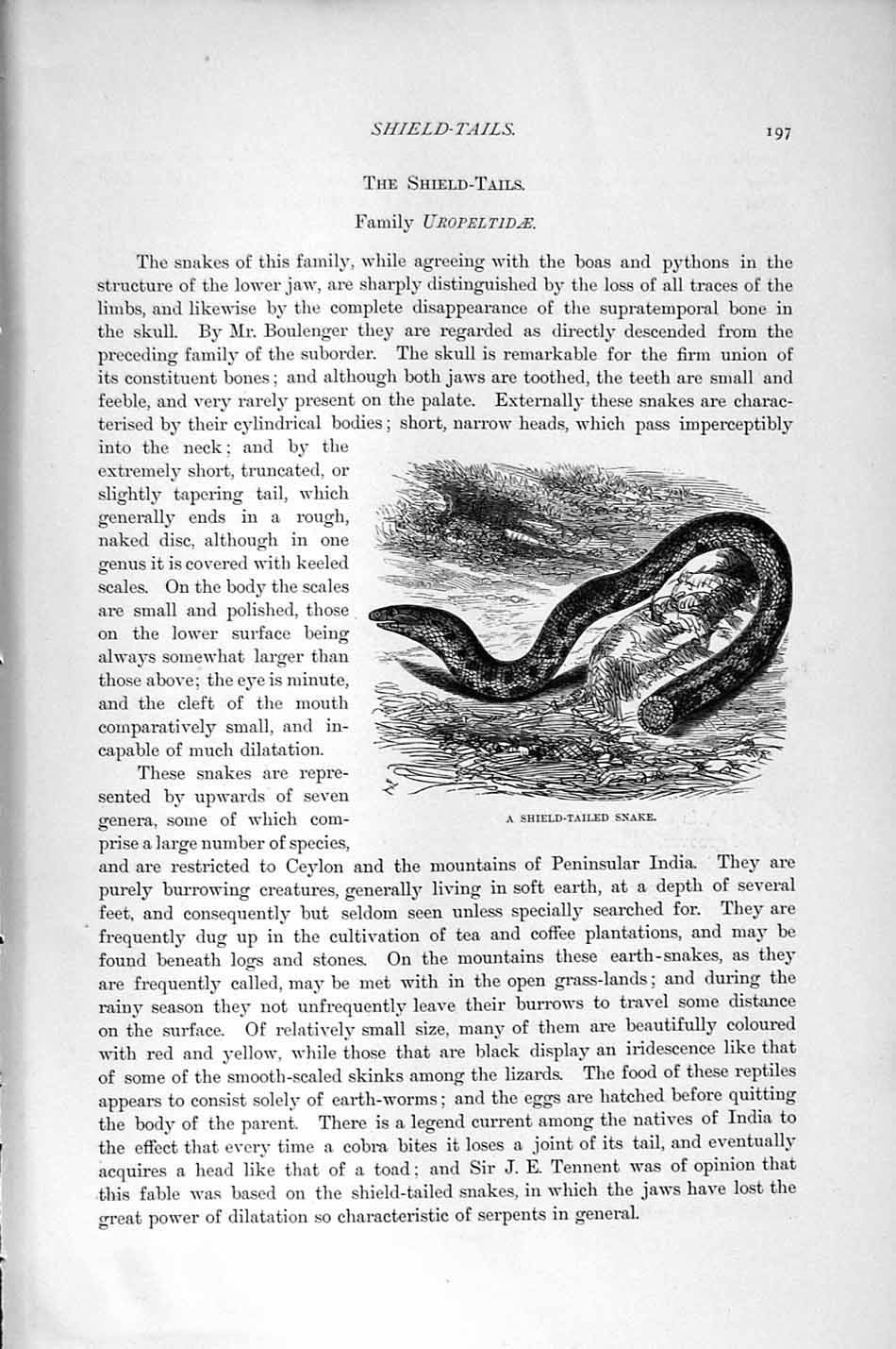 Original Old Antique Print Natural History 1896 Shield-Tailed Snake Uropeltidae