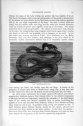 Original Old Antique Print Natural History 1896 Javan Wart Snake Colubrine 19th