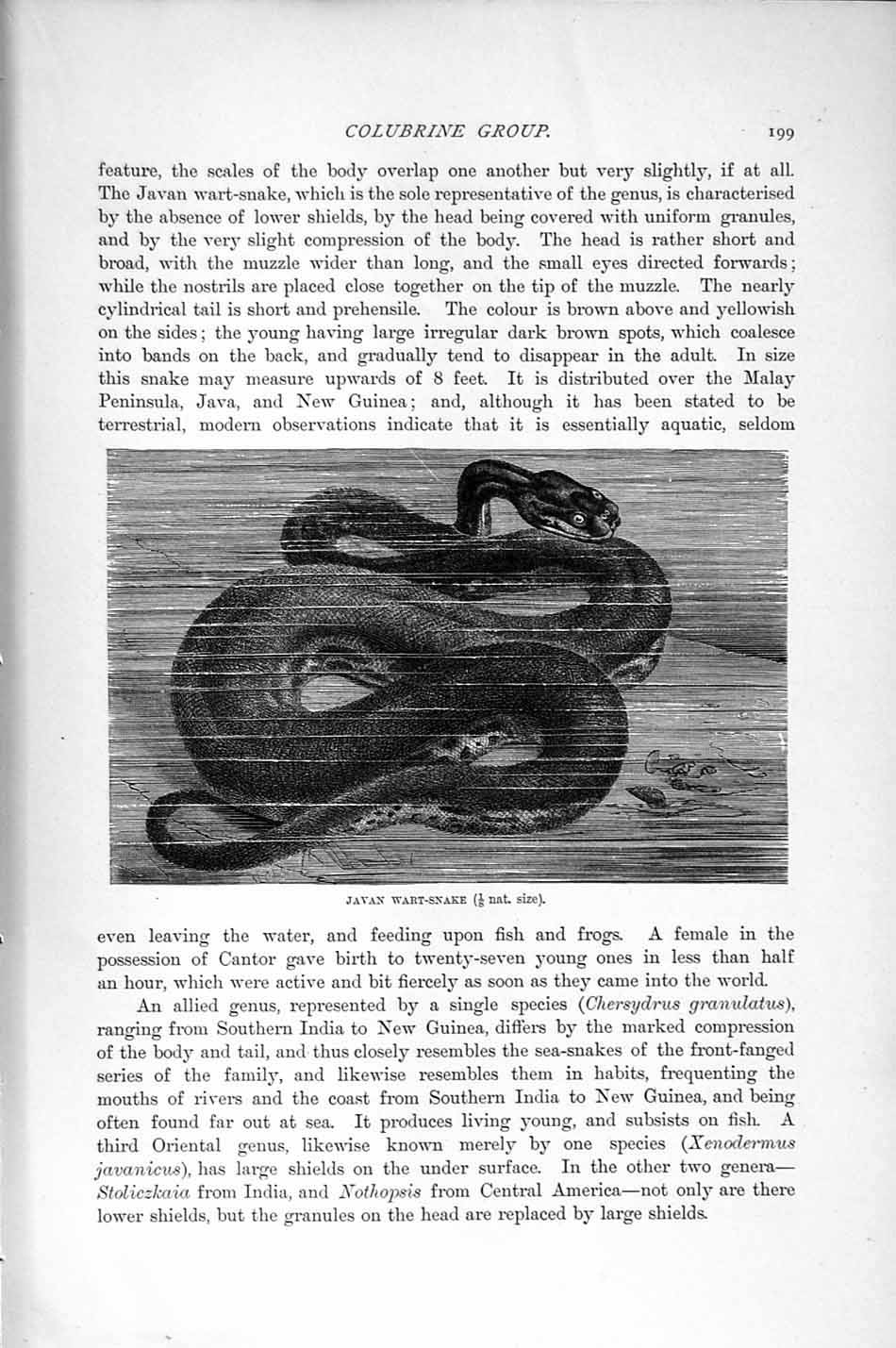 Original Old Antique Print Natural History 1896 Javan Wart Snake Colubrine 19th