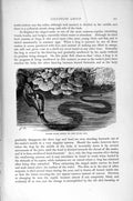 Old Antique Print Natural History 1896 Viperine Tesselated Snake Ringed 19th