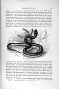 Original Old Antique Print Natural History 1896 Javan Pigmy Snake Keel-Tailed