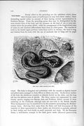 Original Old Antique Print Natural History 1896 Dark Green Snake 19th