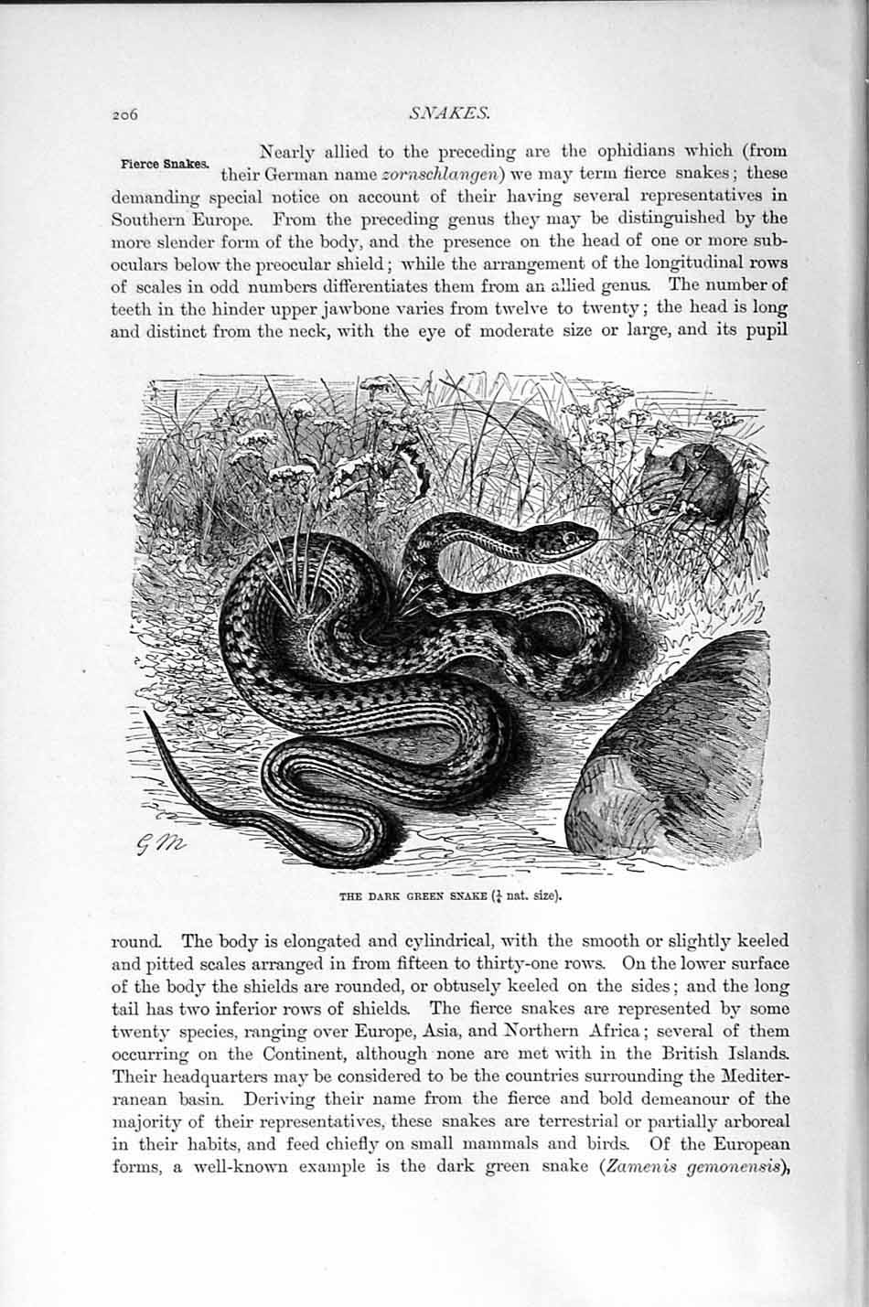 Original Old Antique Print Natural History 1896 Dark Green Snake 19th