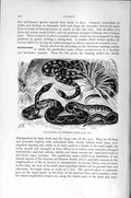 Original Old Antique Print Black-Marked Horseshoe Snake Natural History 1896