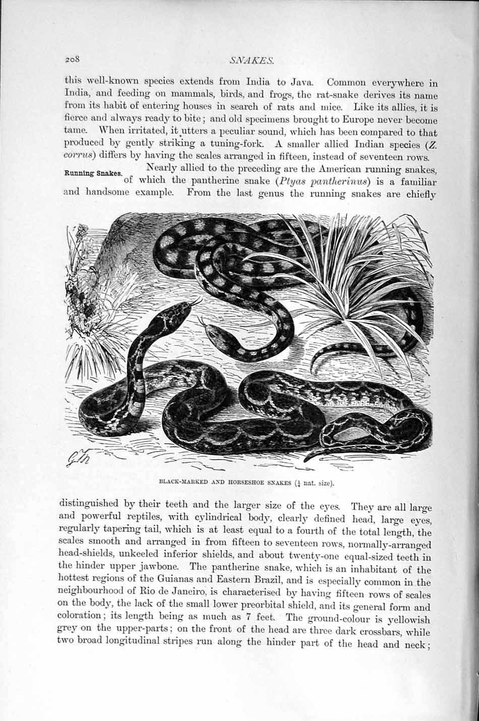 Original Old Antique Print Black-Marked Horseshoe Snake Natural History 1896