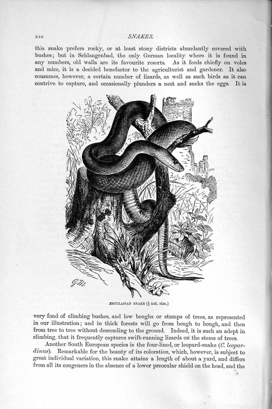 Original Old Antique Print Natural History 1896 Aesculapian Snake Reptile 19th