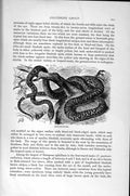 Original Old Antique Print Natural History 1896 Four-Rayed Snake Leopard-Snake