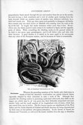 Original Old Antique Print Sipo Brazilian Wood Snake Natural History 1896 19th