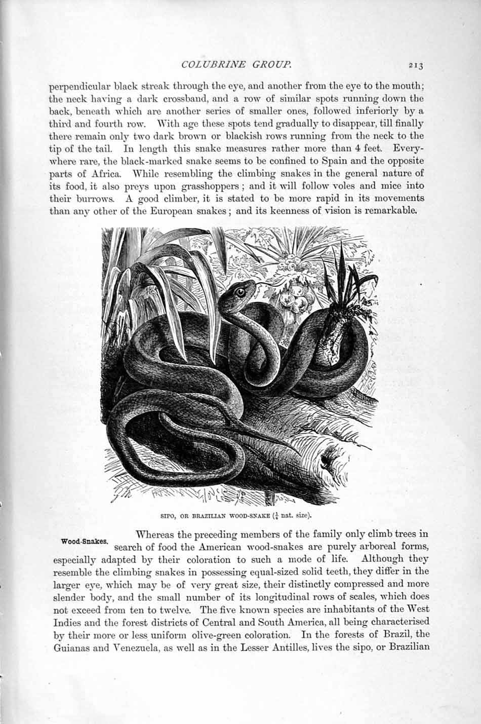 Original Old Antique Print Sipo Brazilian Wood Snake Natural History 1896 19th