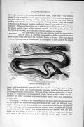 Original Old Antique Print Natural History 1896 Crowned Moon Snake Cat Vivax