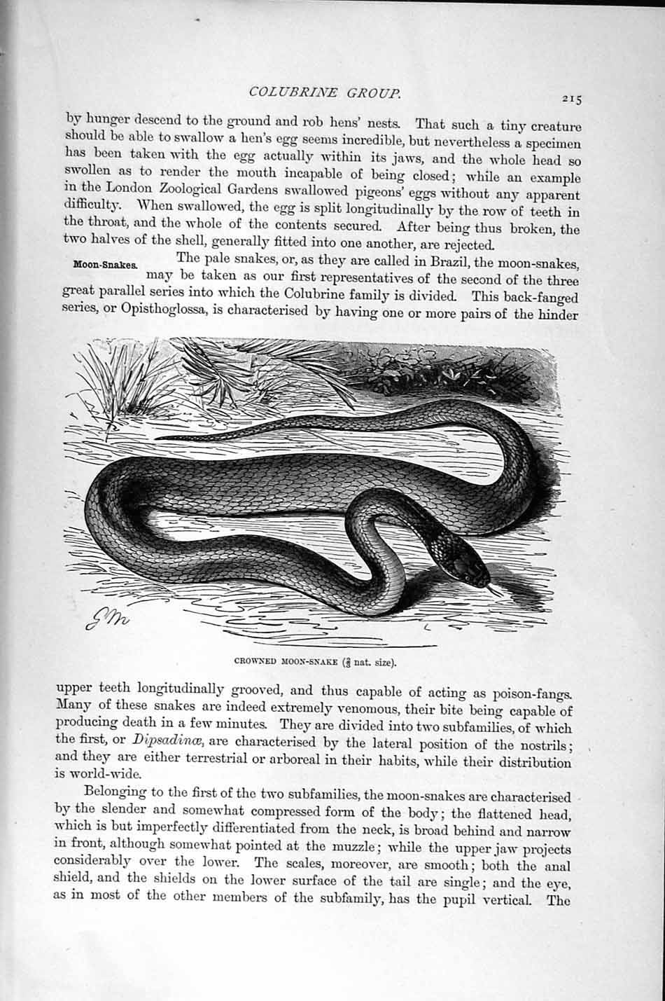 Original Old Antique Print Natural History 1896 Crowned Moon Snake Cat Vivax